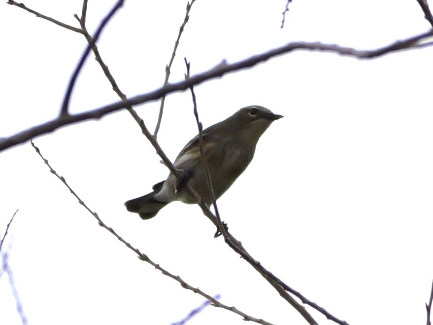 Yellow-rumped Warbler - ML643198593