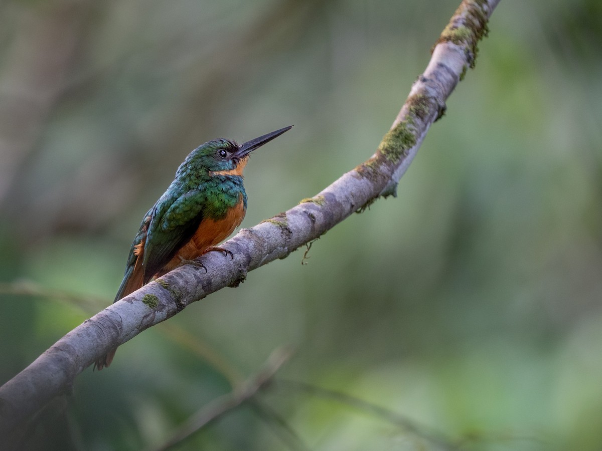Jacamar à queue rousse - ML643198600