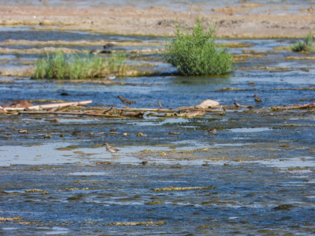 Stilt Sandpiper - ML643198621