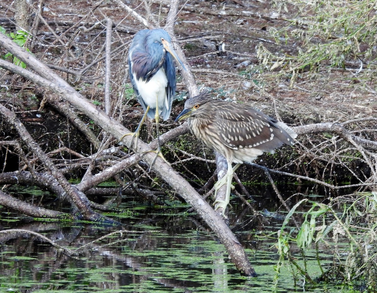 Black-crowned Night Heron - ML643198651