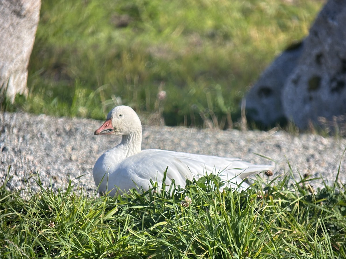 Snow Goose - ML643198692