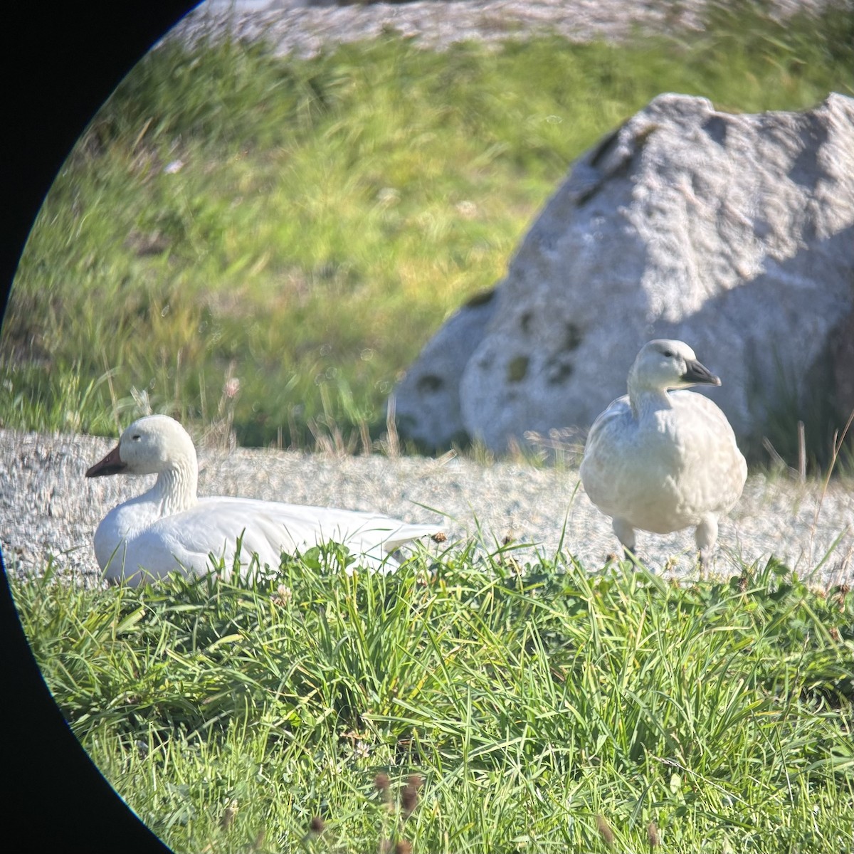 Snow Goose - ML643198693