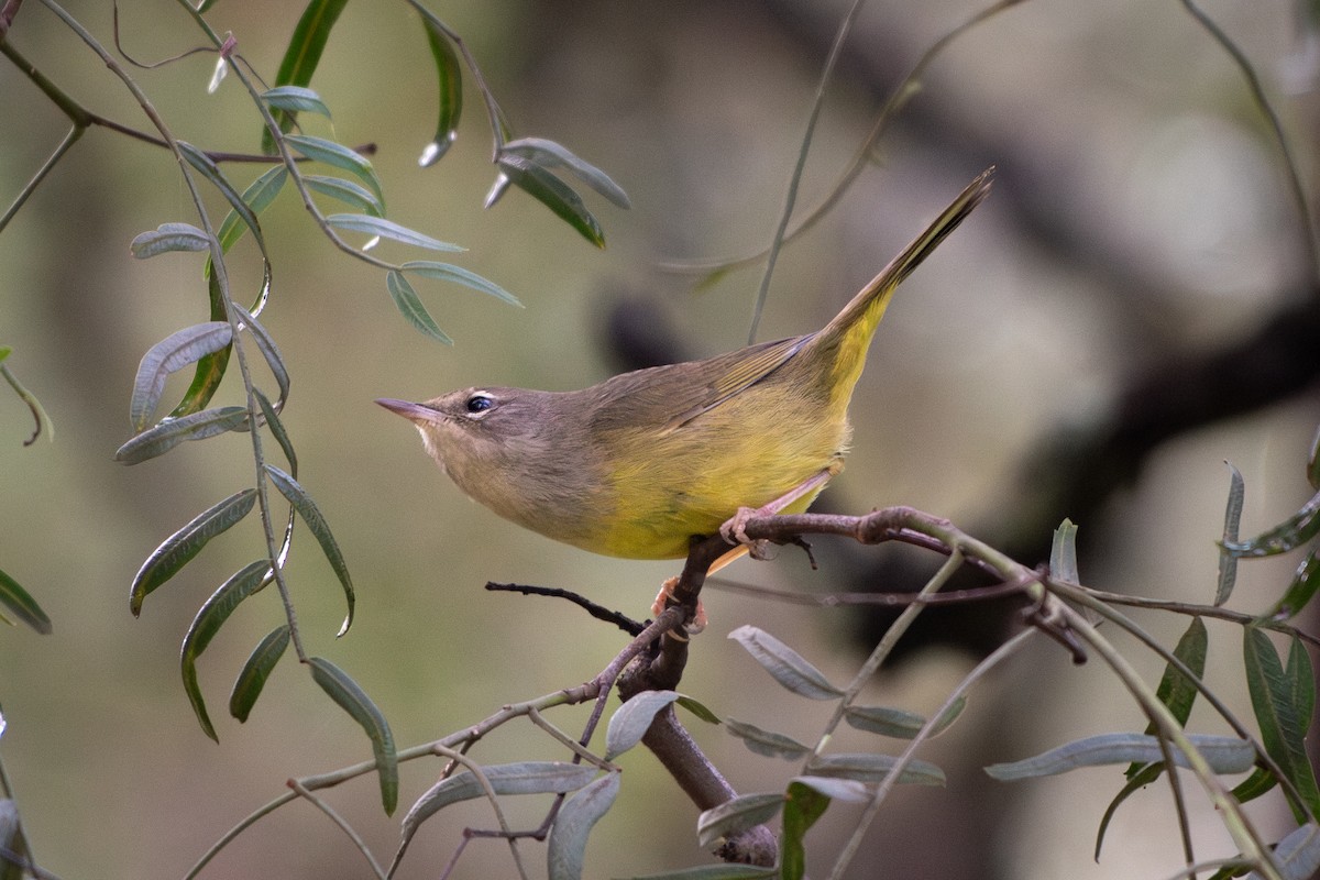 MacGillivray's Warbler - ML643198694