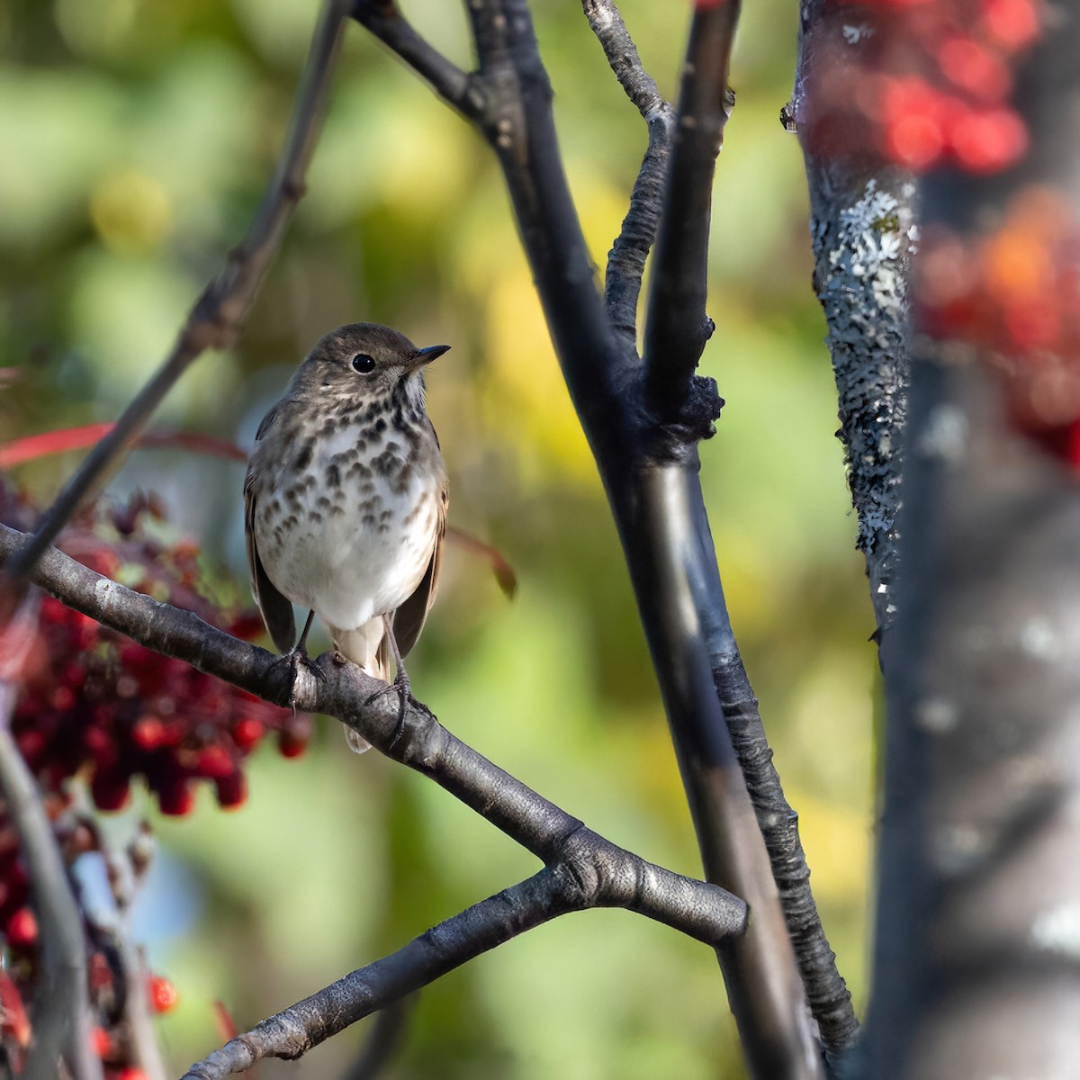 Hermit Thrush - ML643198716