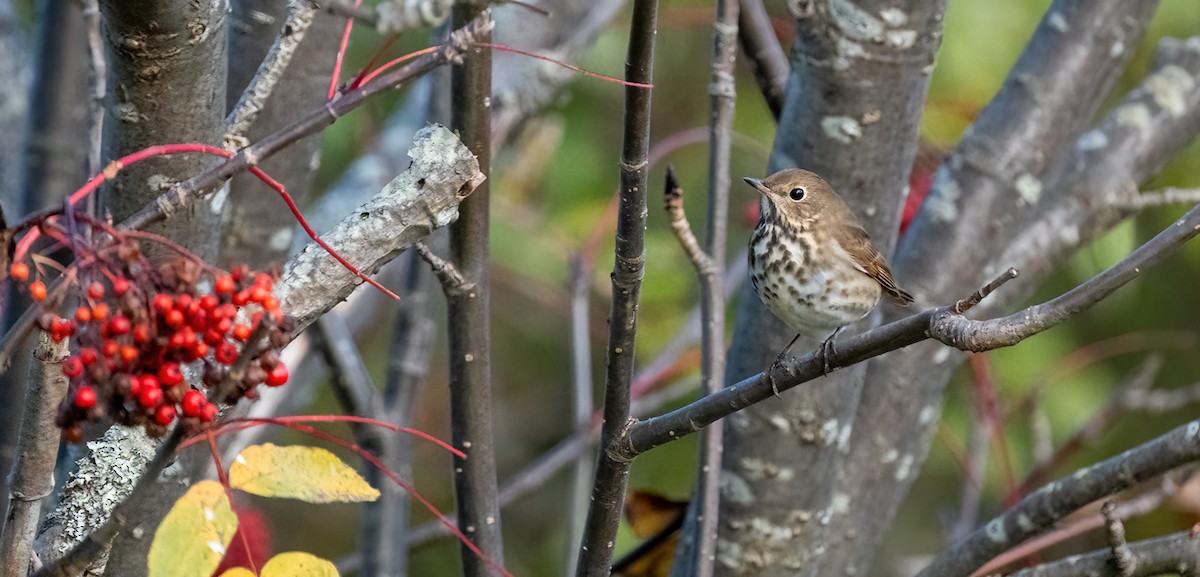 Hermit Thrush - ML643198721