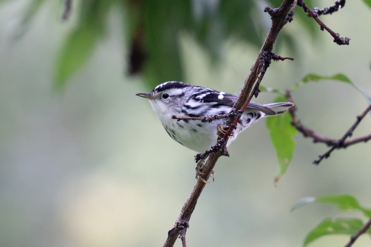 Black-and-white Warbler - ML643198726