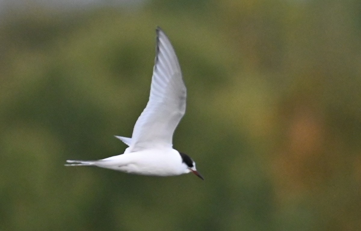 Arctic Tern - ML643198748