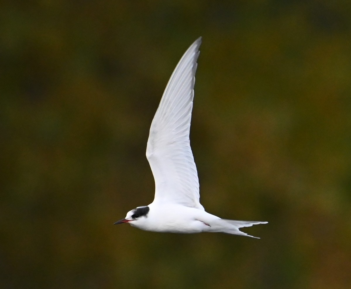 Arctic Tern - ML643198749