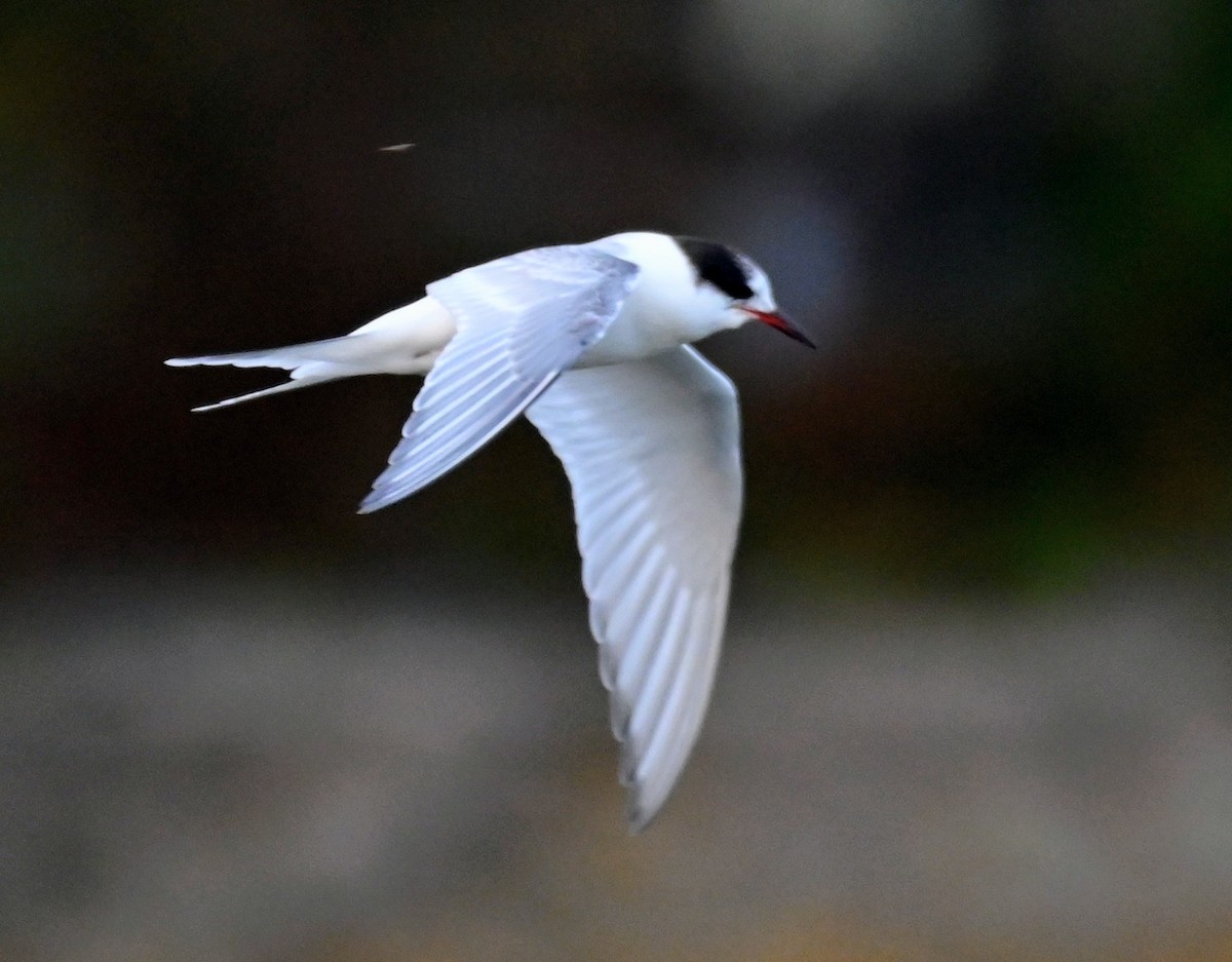 Arctic Tern - ML643198750