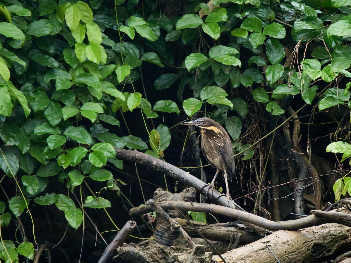 Black Bittern - ML643198763