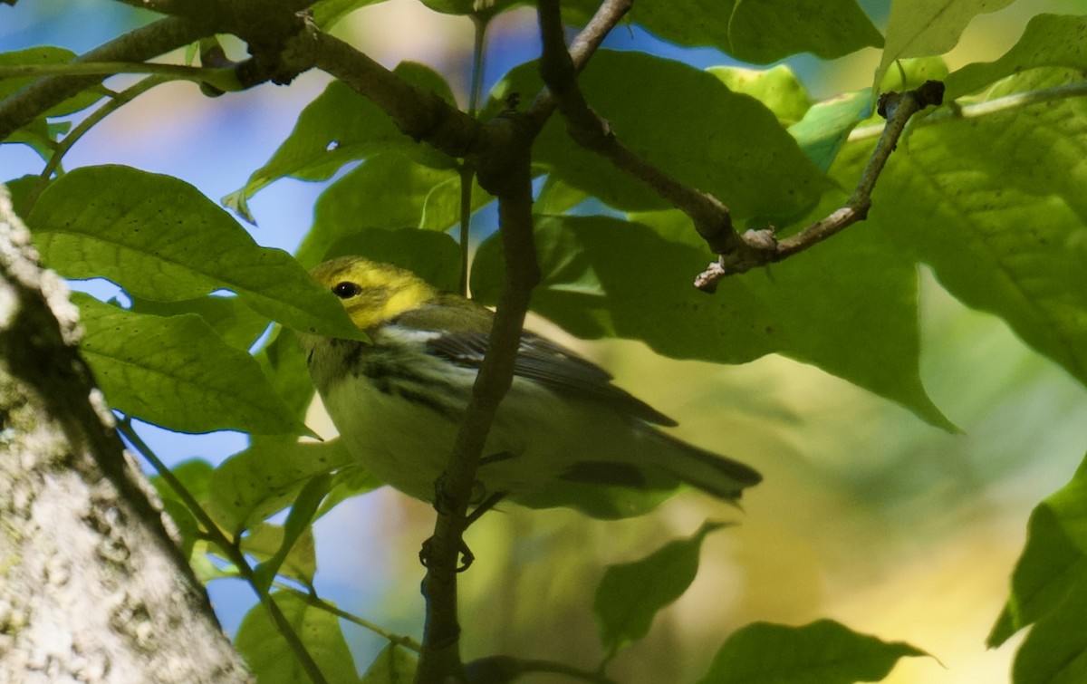 Black-throated Green Warbler - ML643198765