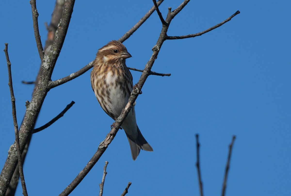 Purpurgimpel - ML643198768