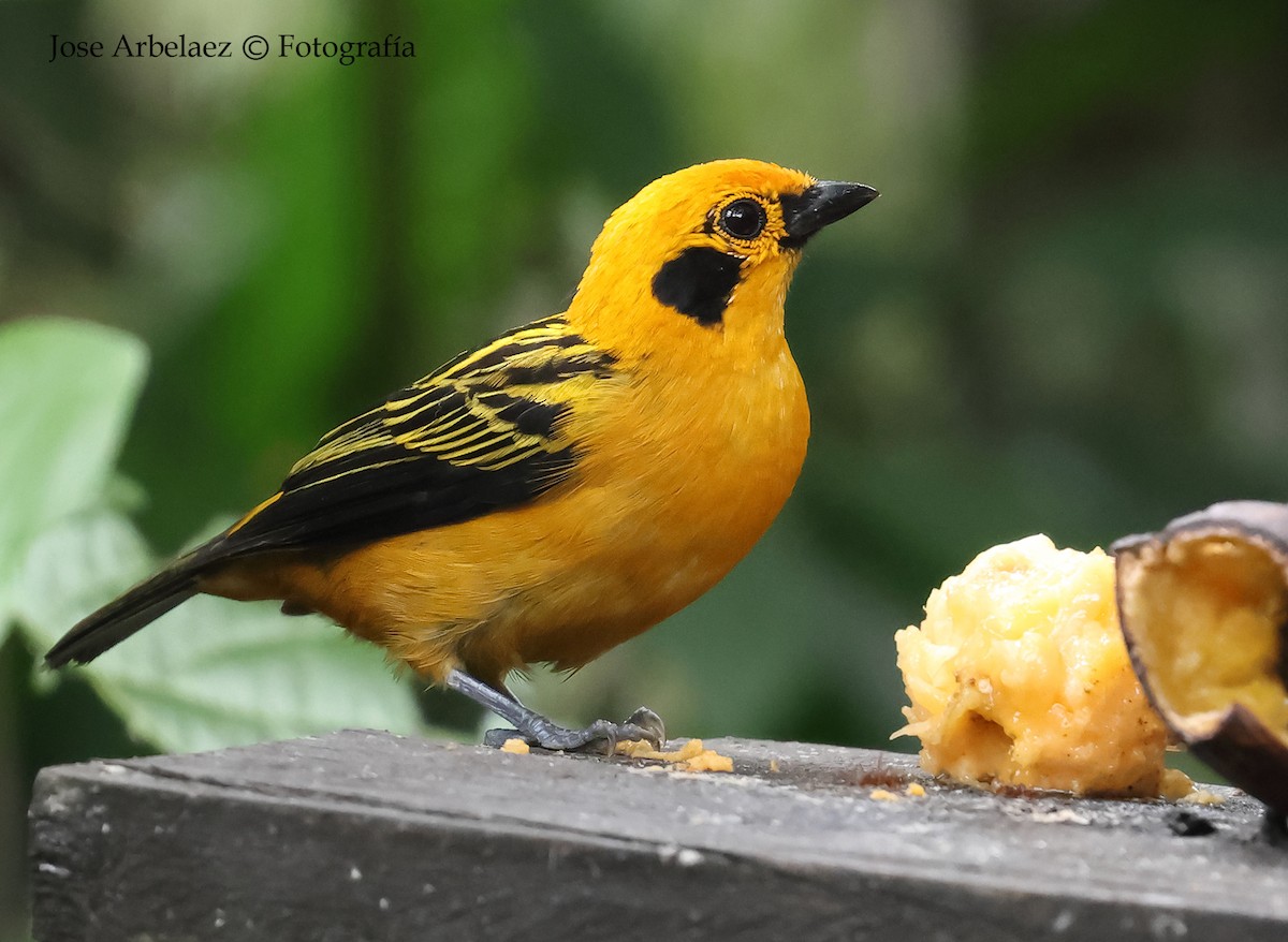 Golden Tanager - ML643198773