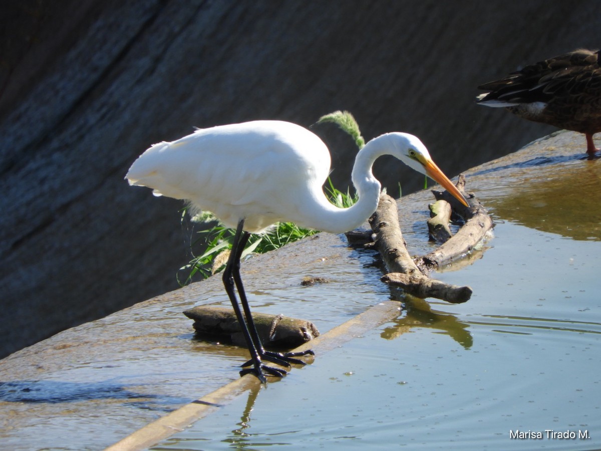 Grande Aigrette - ML643198774