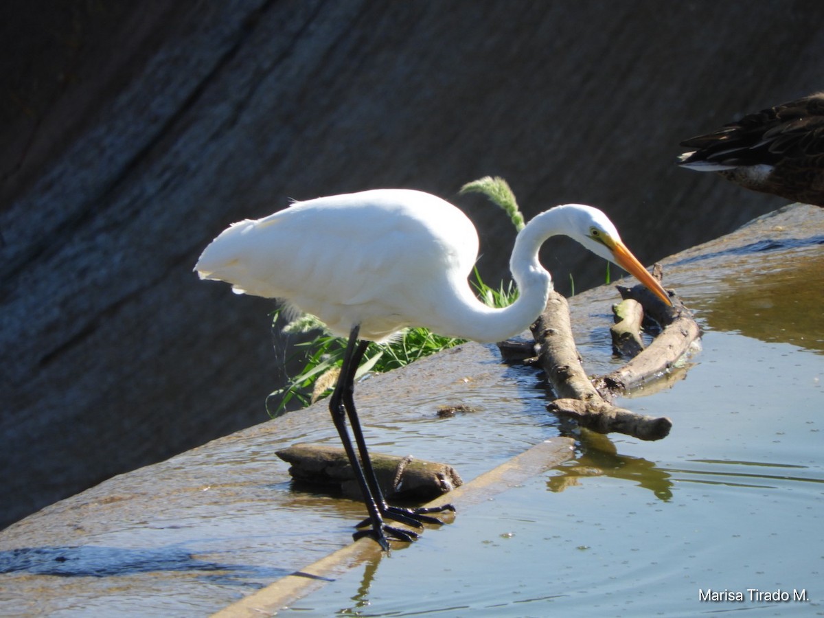 Grande Aigrette - ML643198776