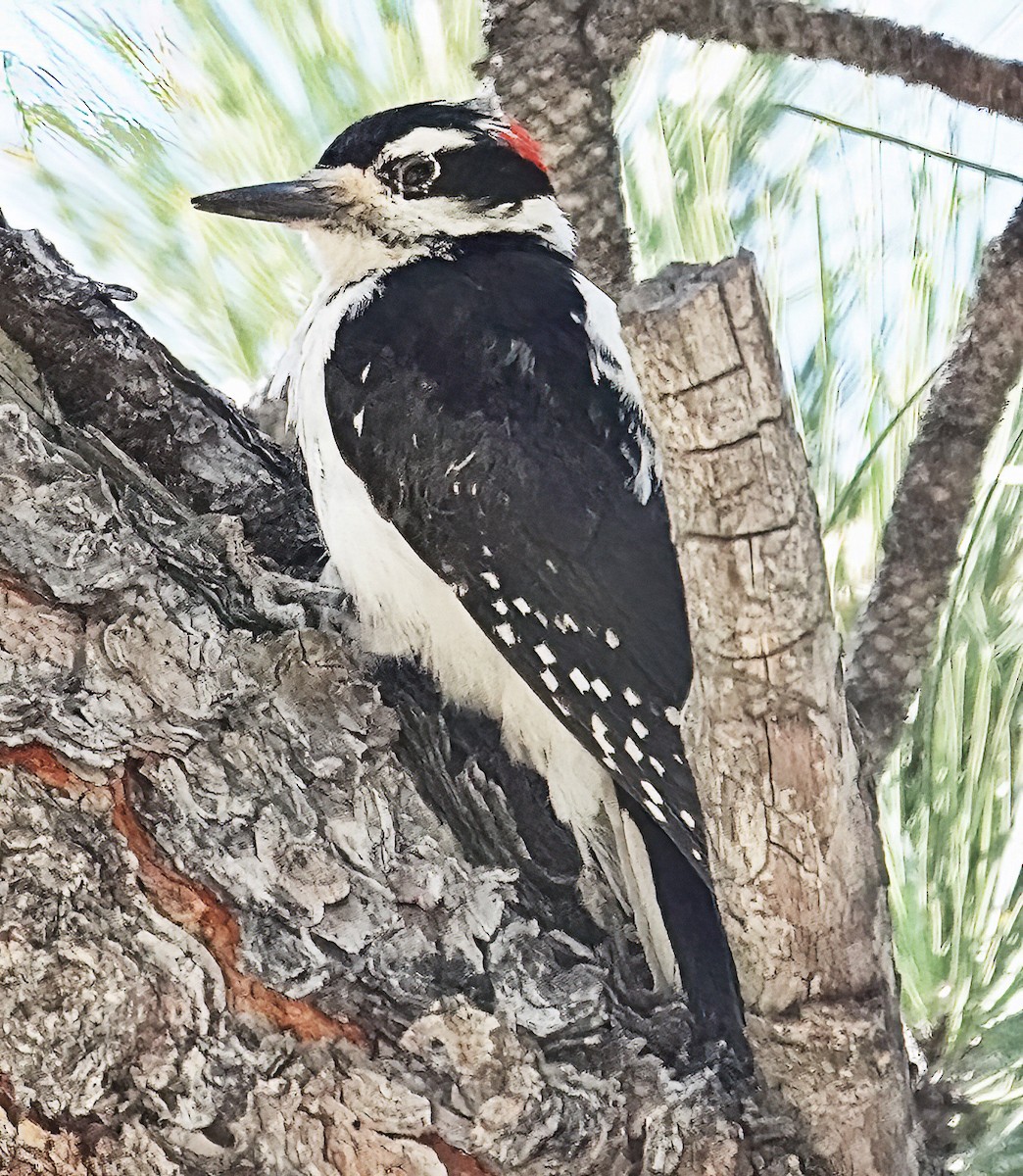 Hairy Woodpecker - ML643198792