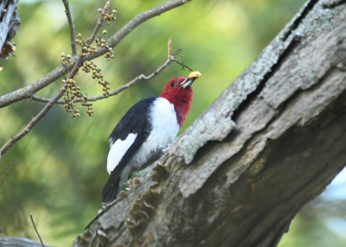 Pic à tête rouge - ML643198797