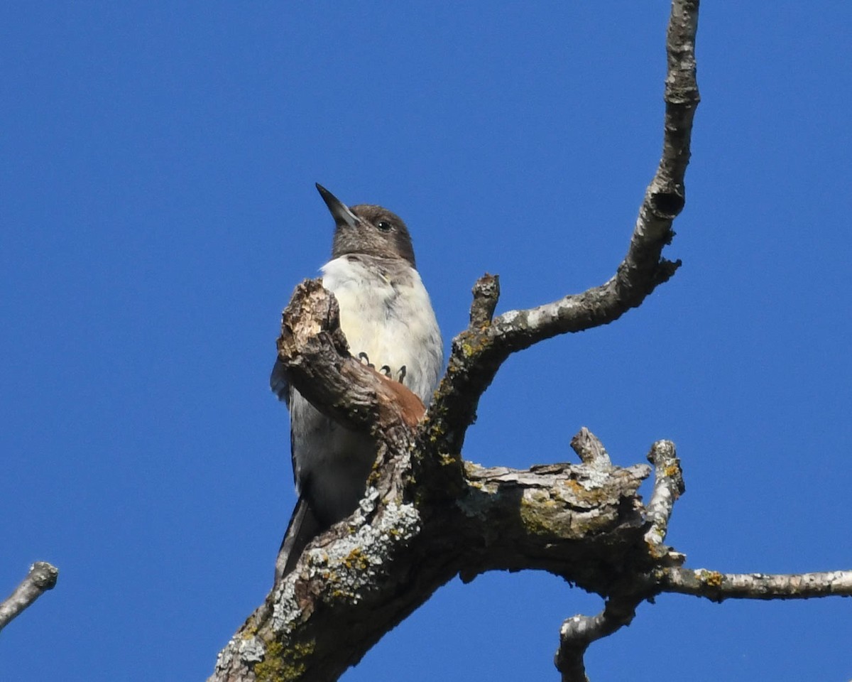 Pic à tête rouge - ML643198798