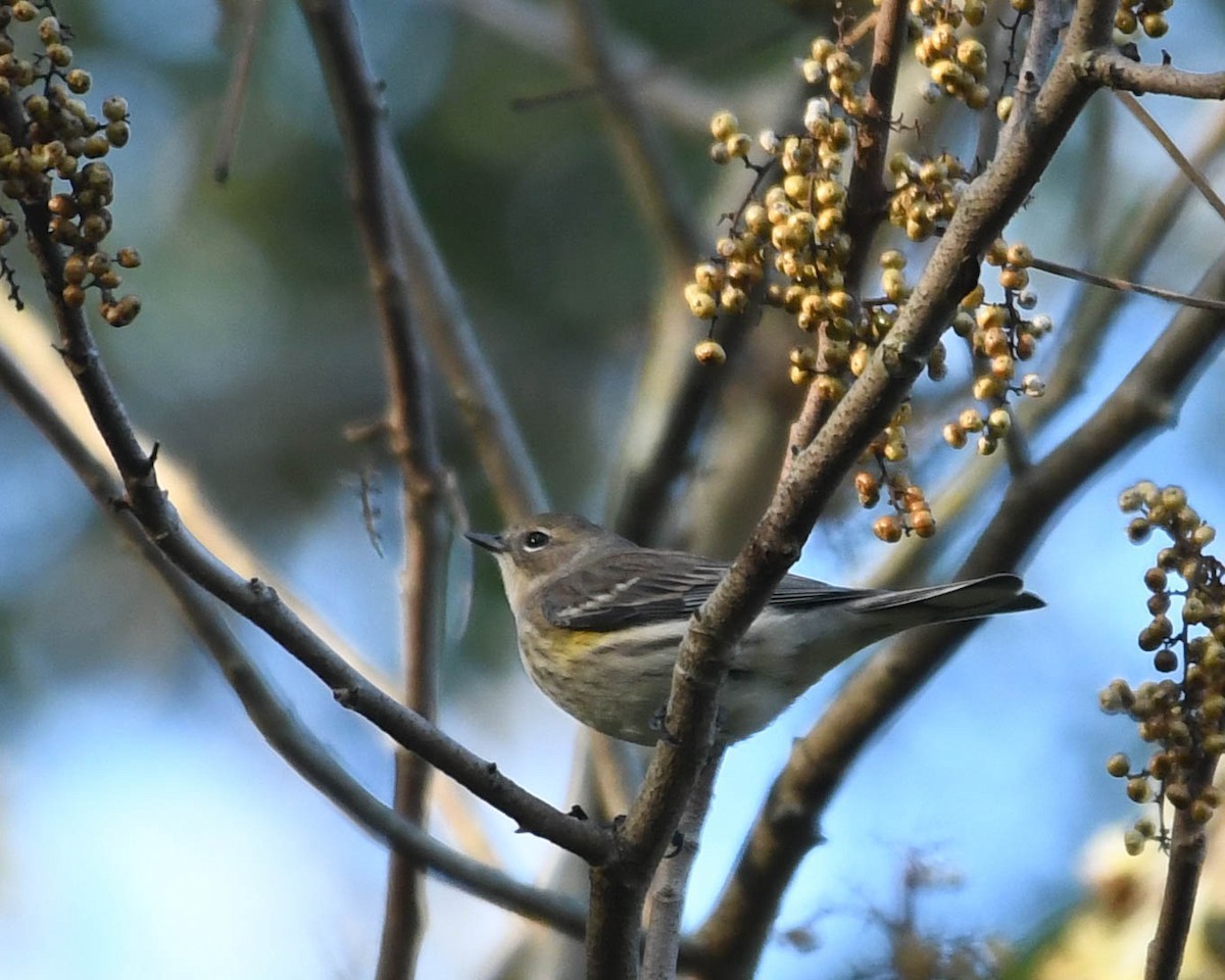 Paruline à croupion jaune - ML643198803