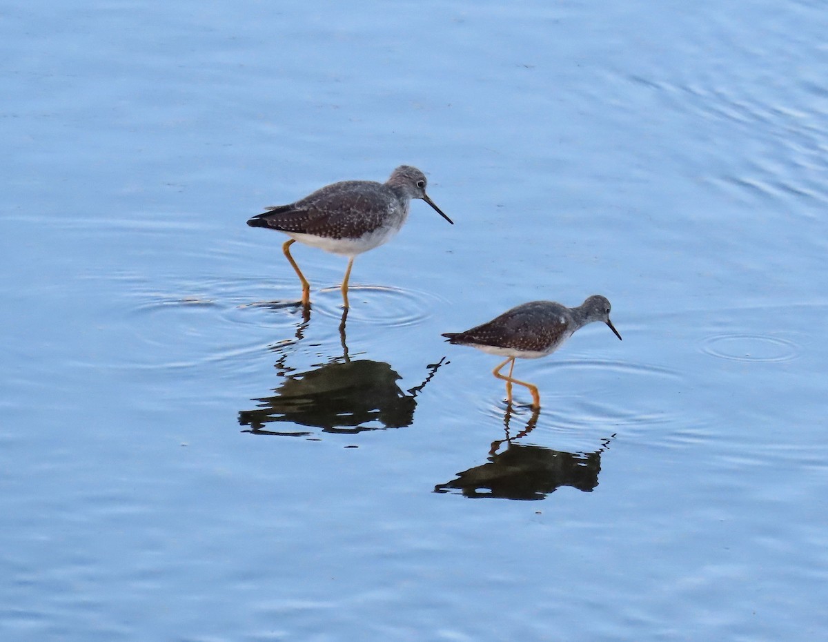 Lesser Yellowlegs - ML643198839