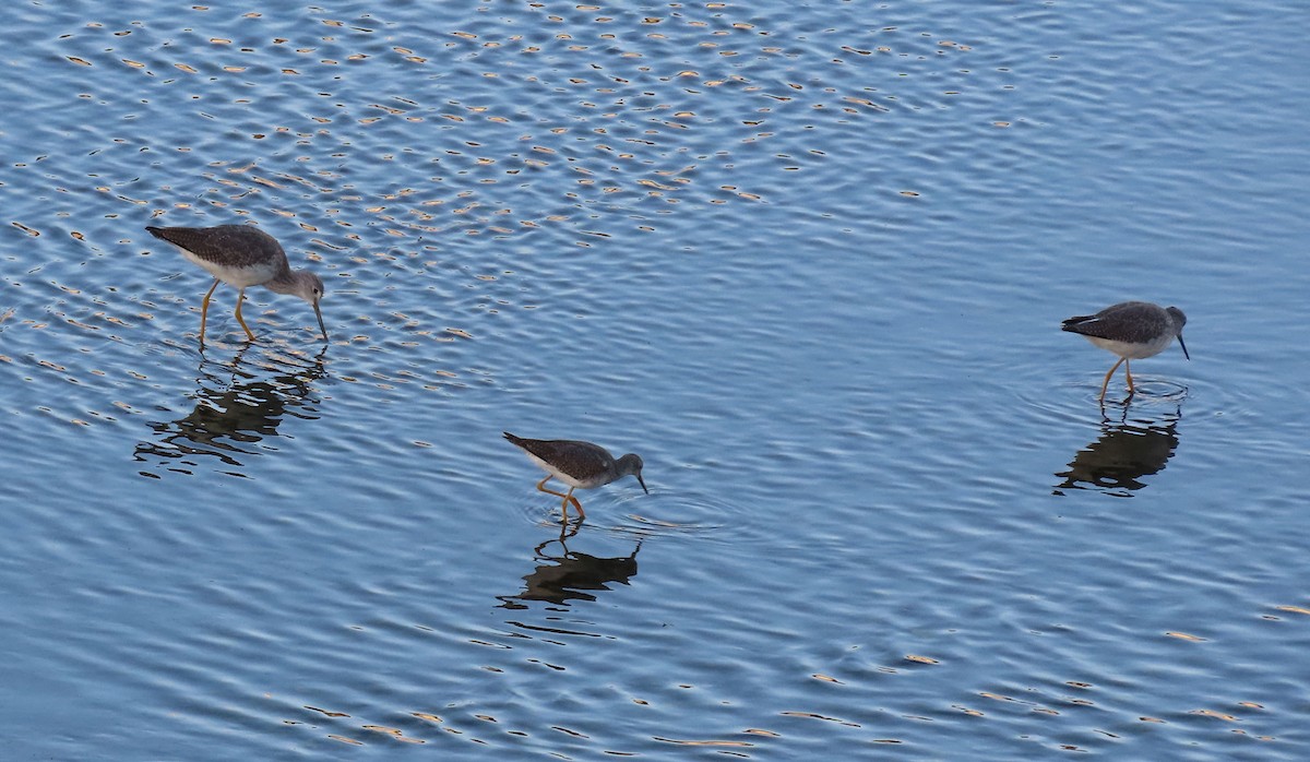 Lesser Yellowlegs - ML643198840