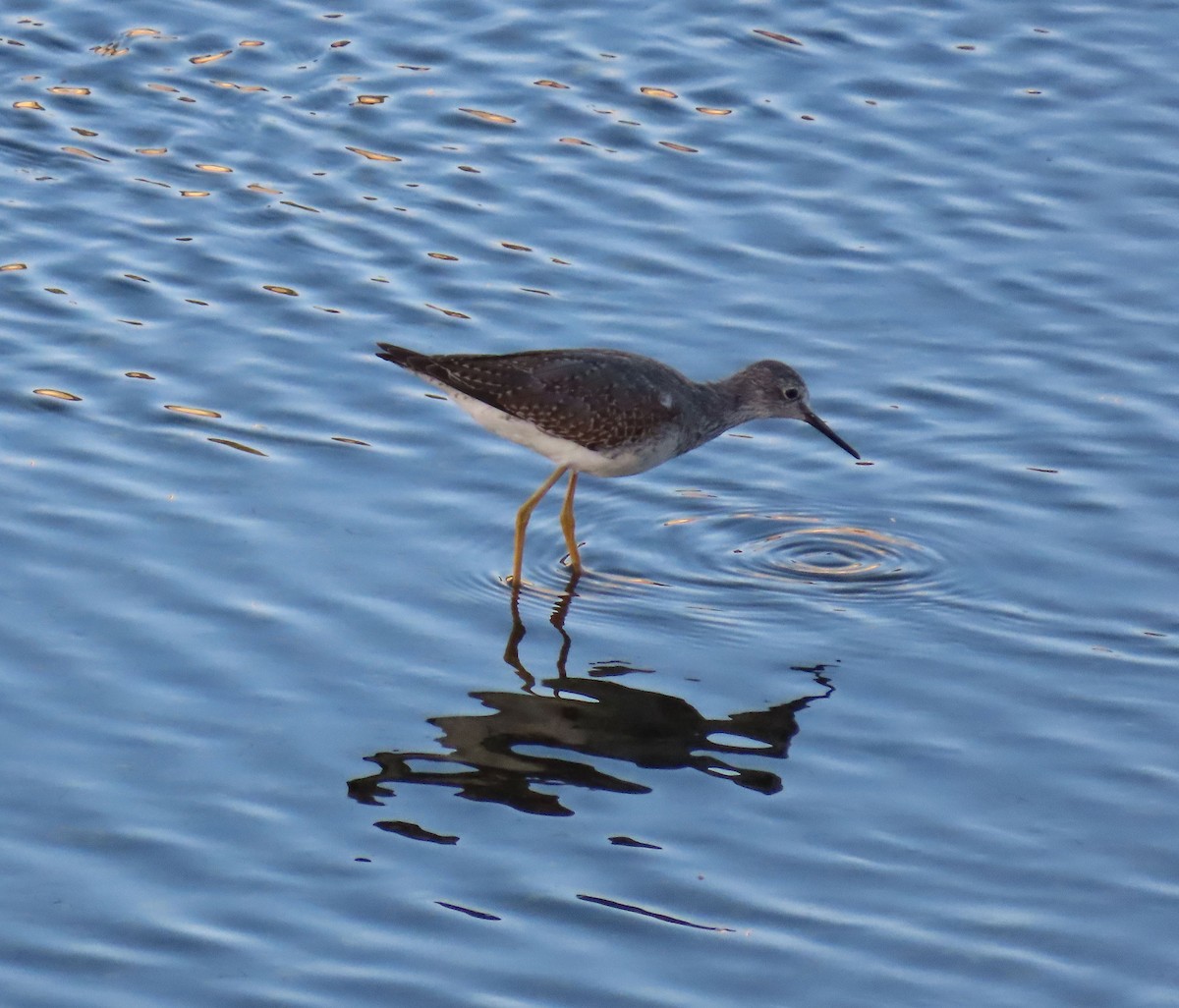 Lesser Yellowlegs - ML643198841