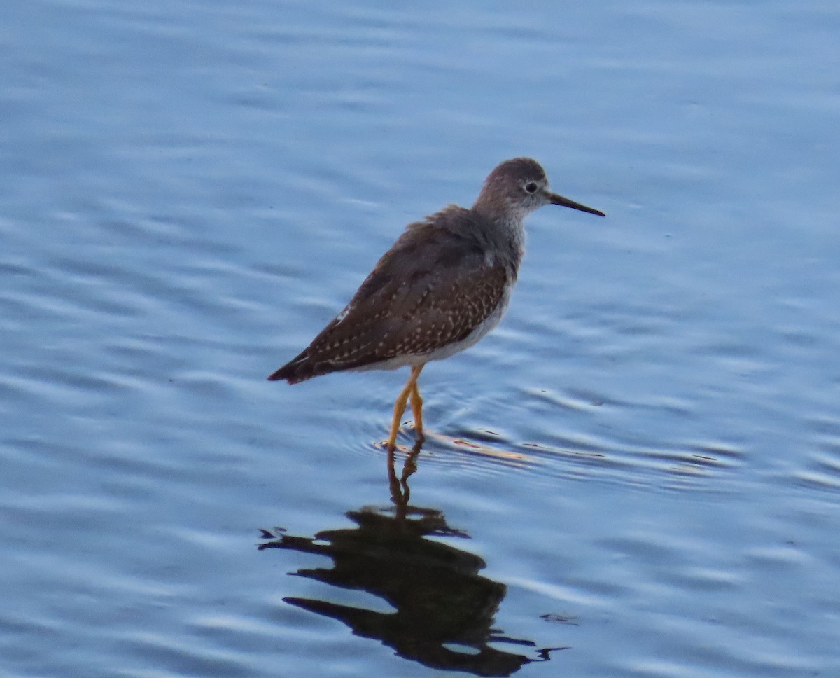 Lesser Yellowlegs - ML643198842