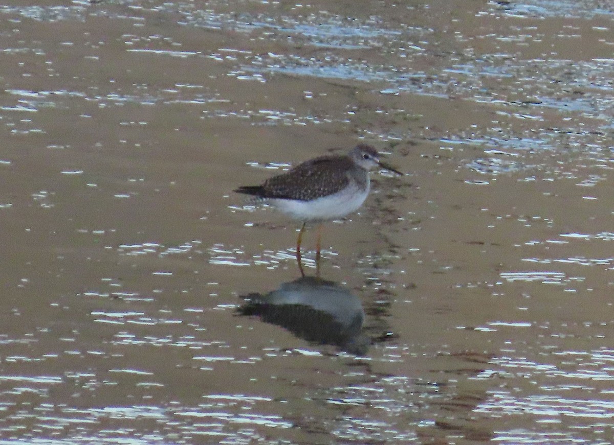 Lesser Yellowlegs - ML643198867