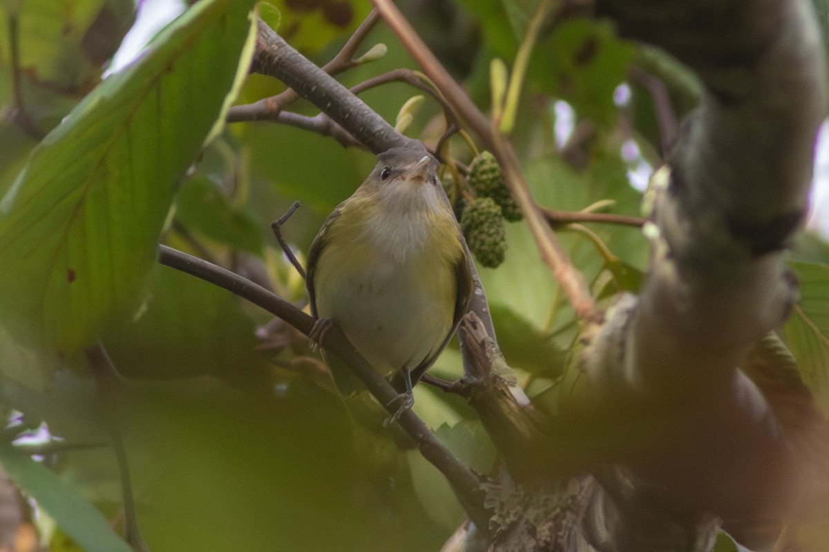 Yellow-green Vireo - ML643199012
