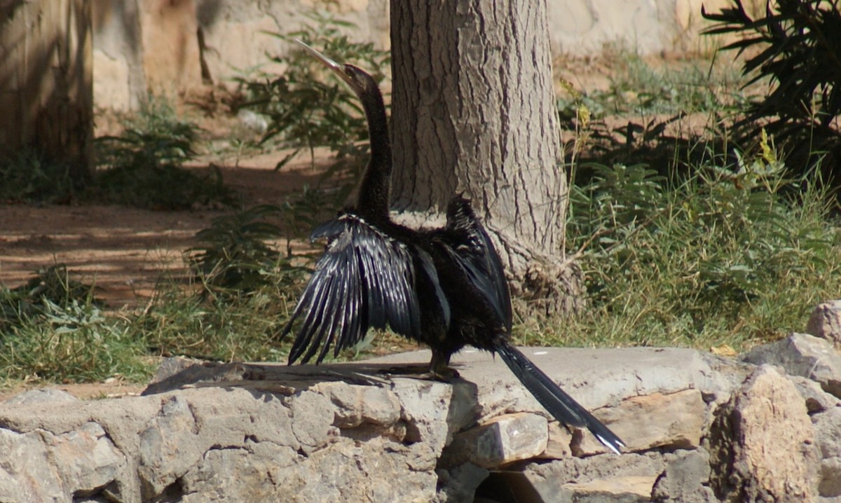 Anhinga - ML643199031