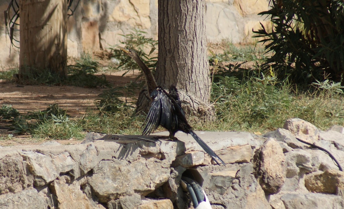 Anhinga - ML643199063