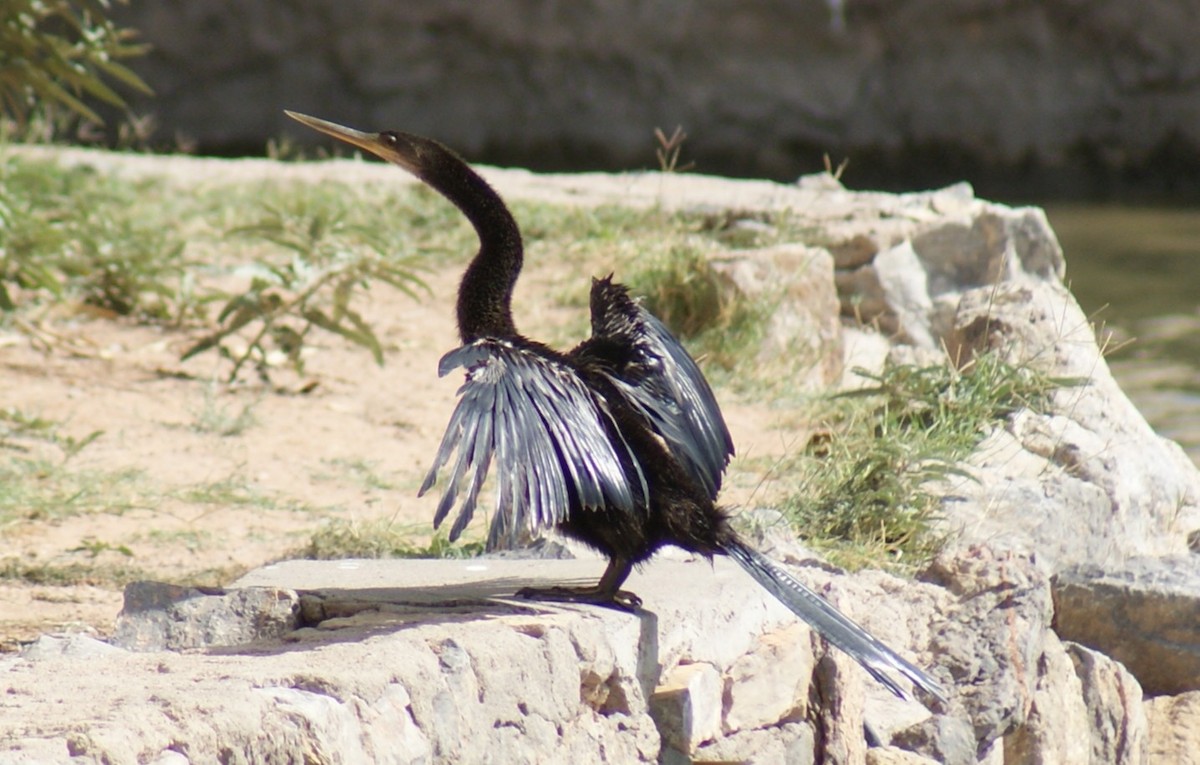 Anhinga - ML643199081