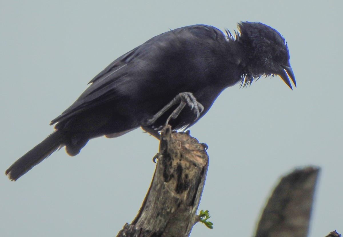 Cuban Blackbird - ML643199095