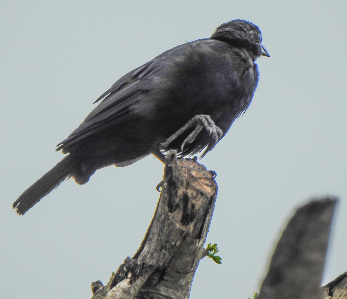 Cuban Blackbird - ML643199103