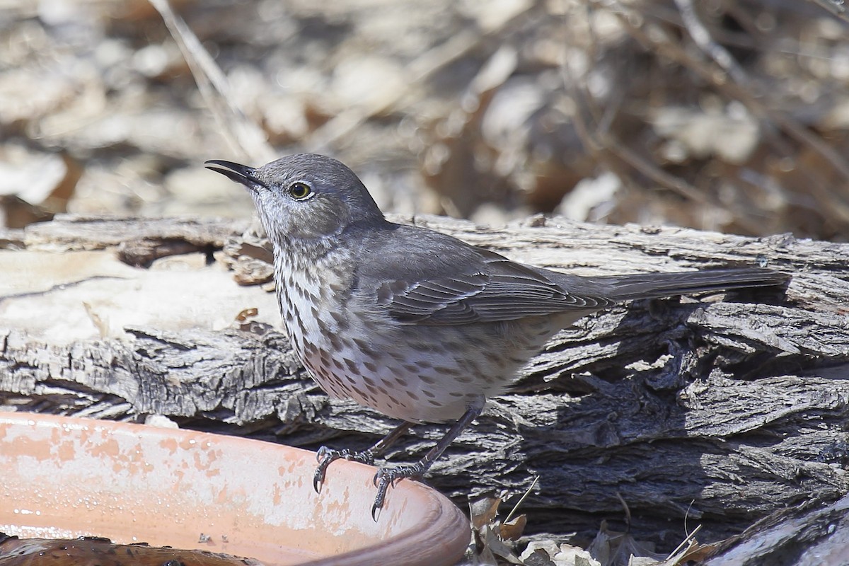 Sage Thrasher - ML643199129