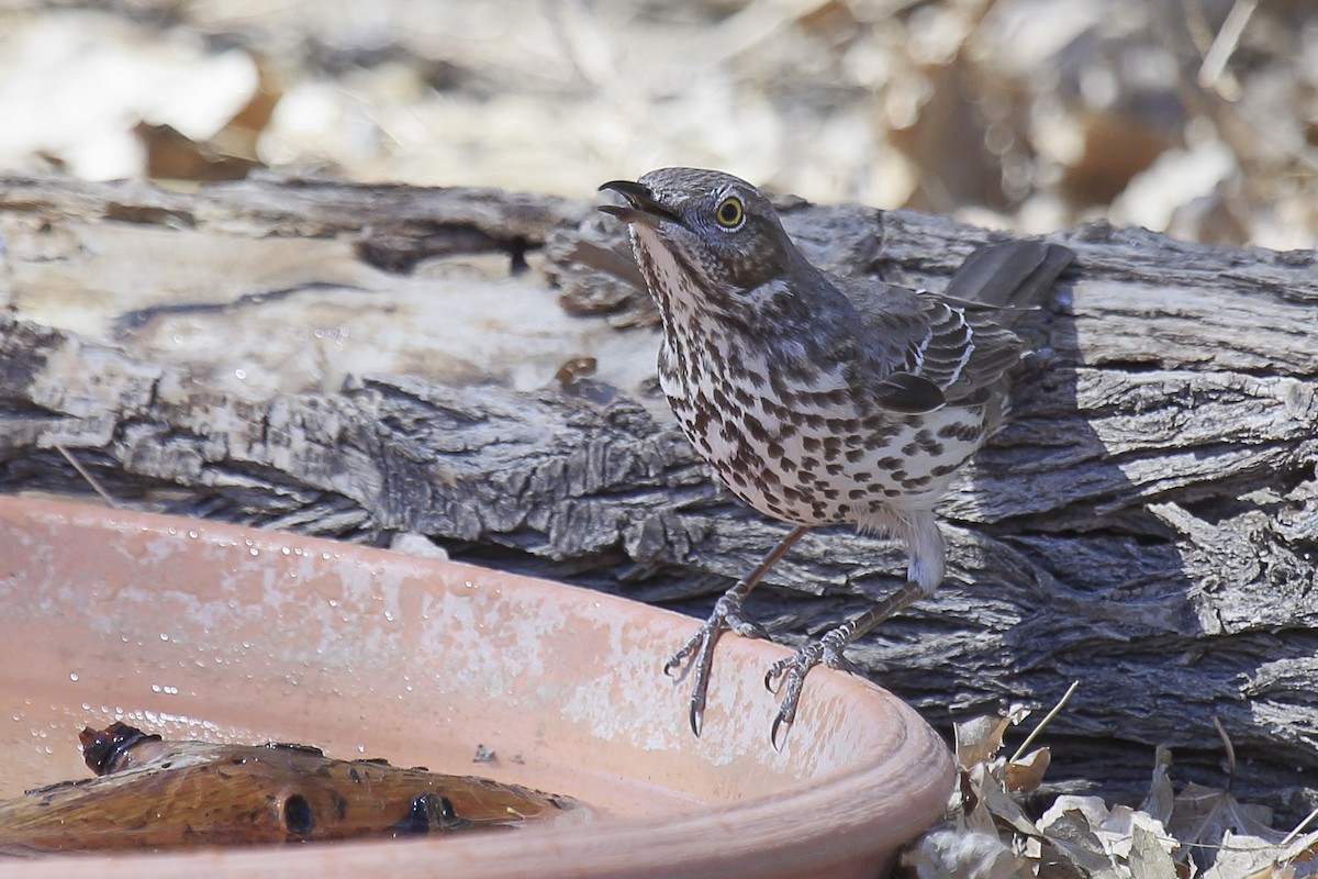 Sage Thrasher - ML643199130