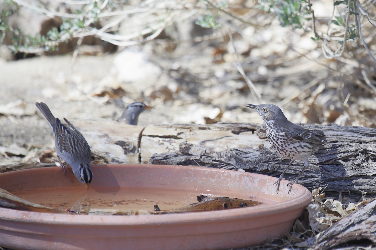 Sage Thrasher - ML643199131