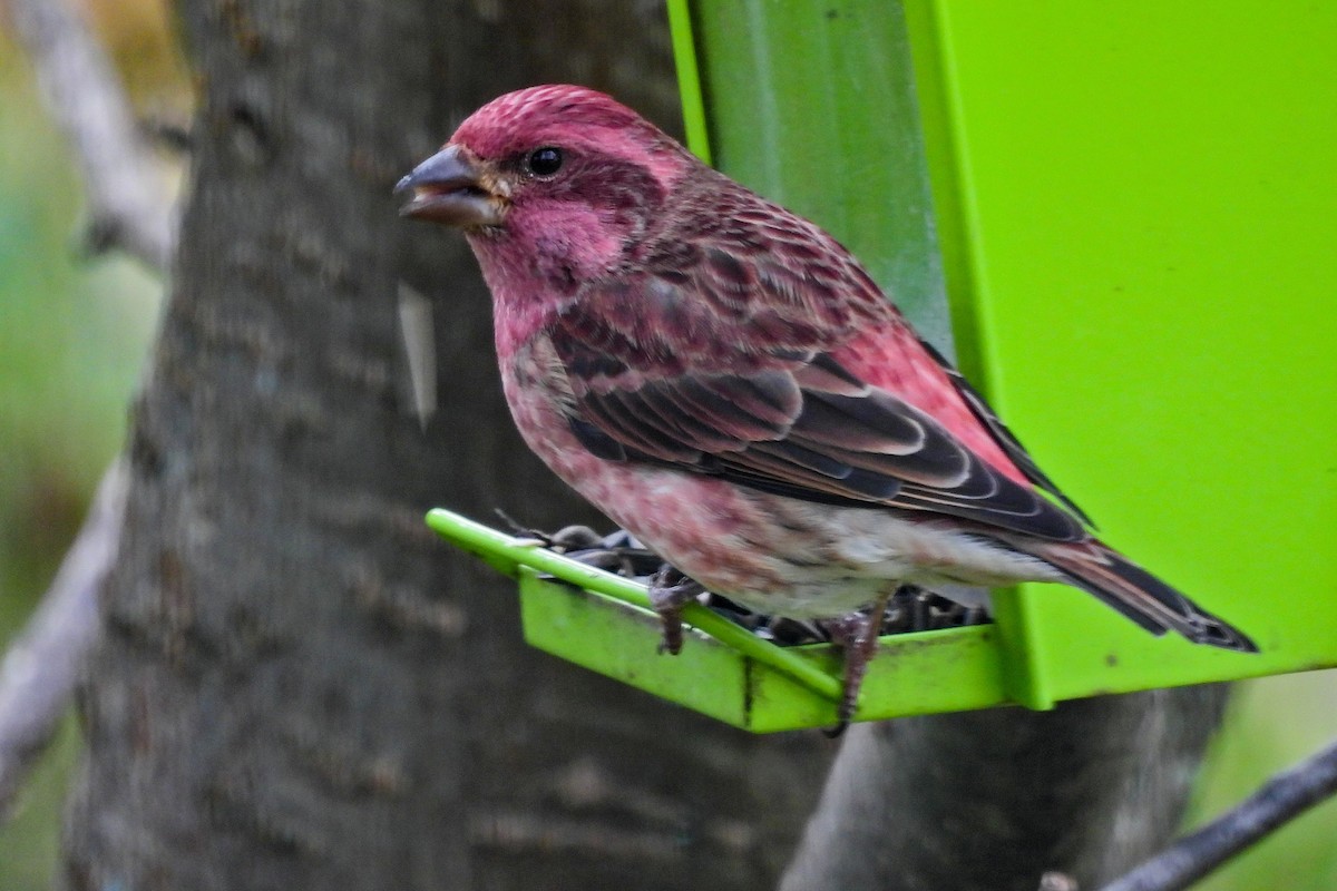 Purple Finch - ML643199155