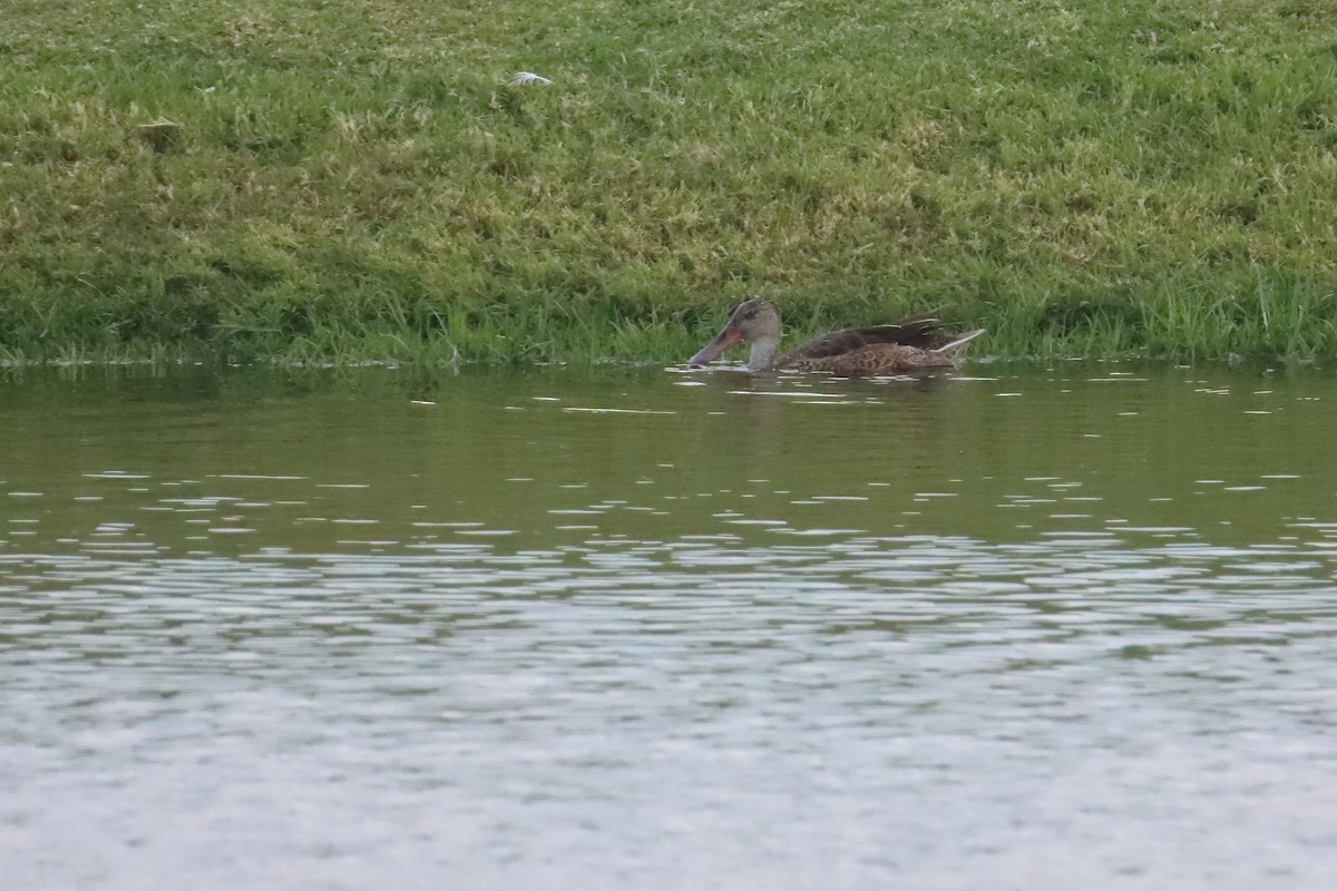 Northern Shoveler - ML643199163