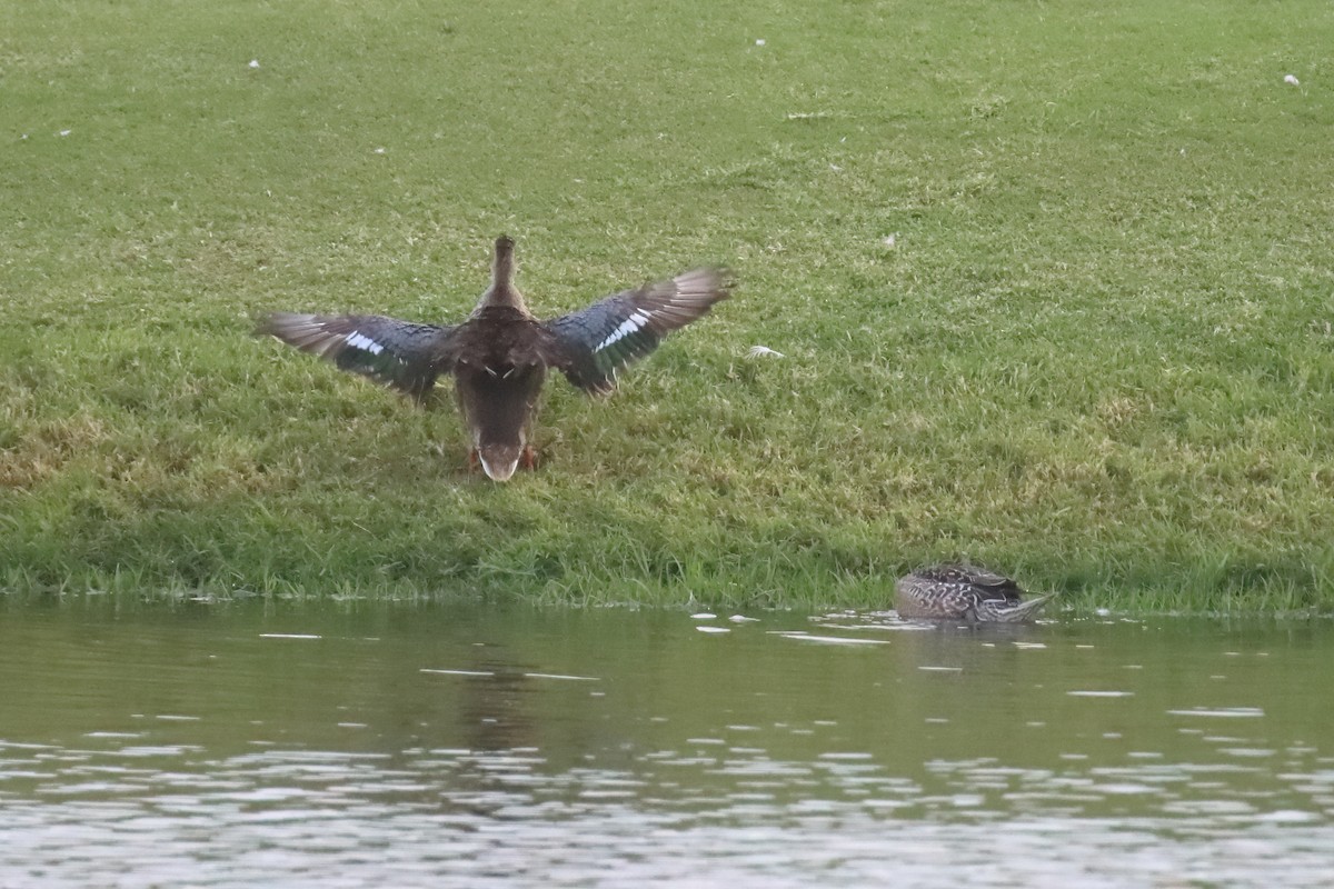 Northern Shoveler - ML643199164