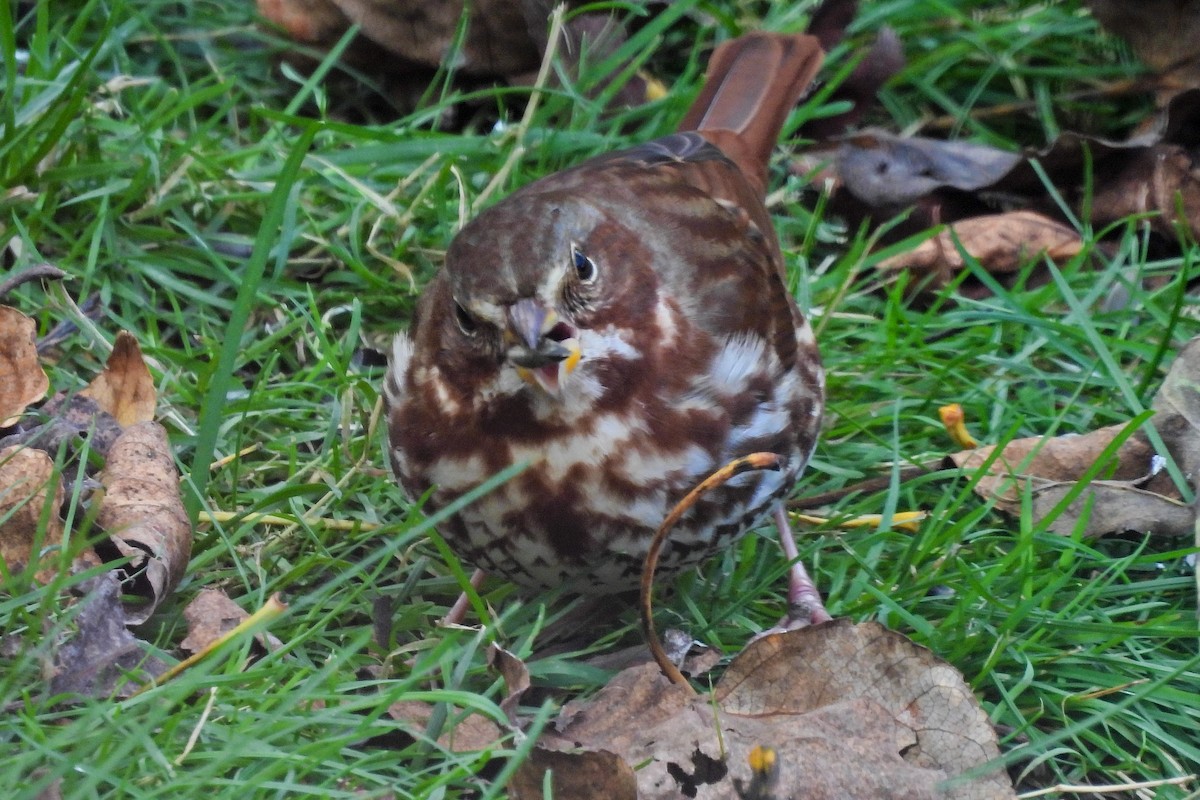 Fox Sparrow - ML643199194