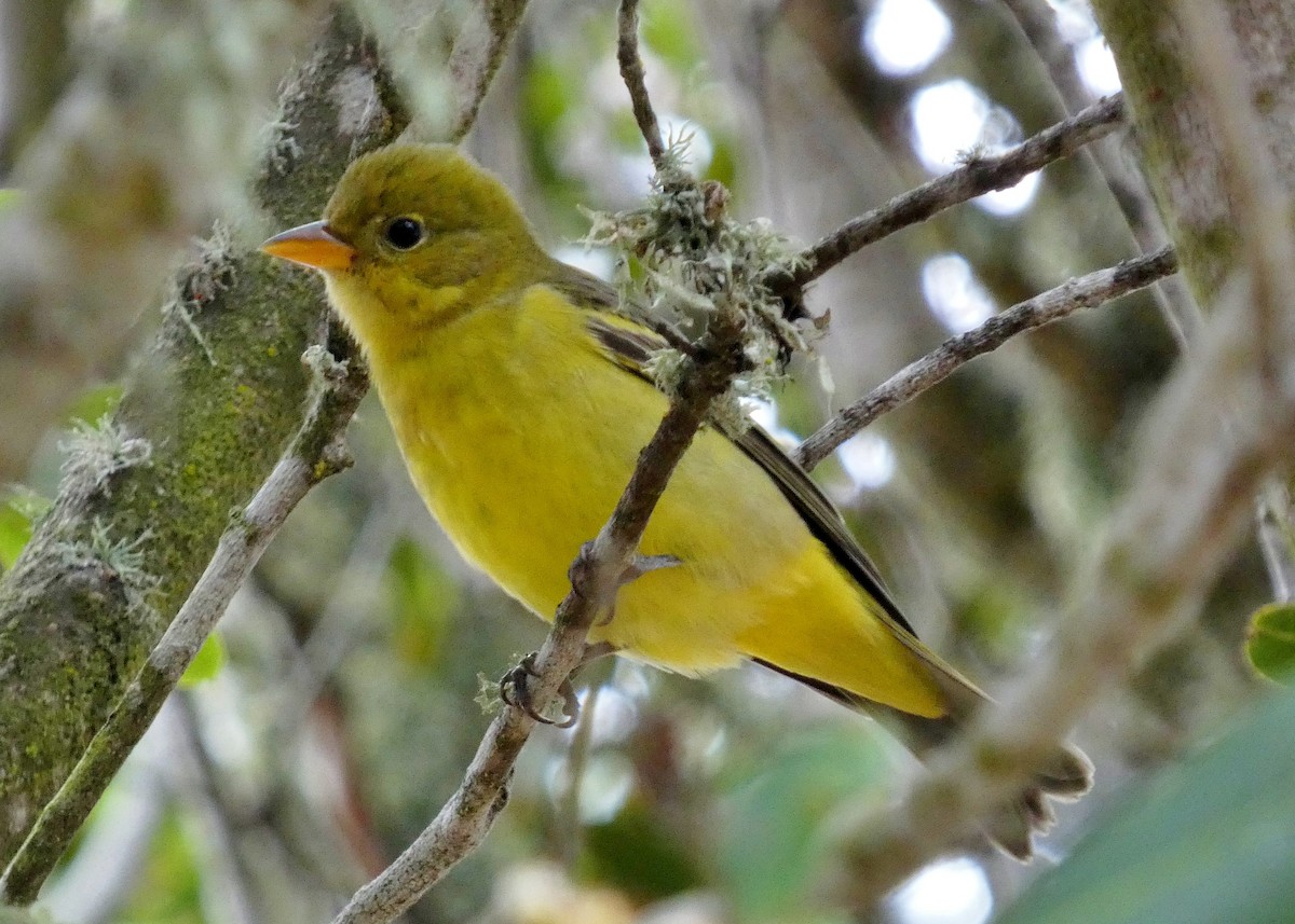 Western Tanager - ML643199195