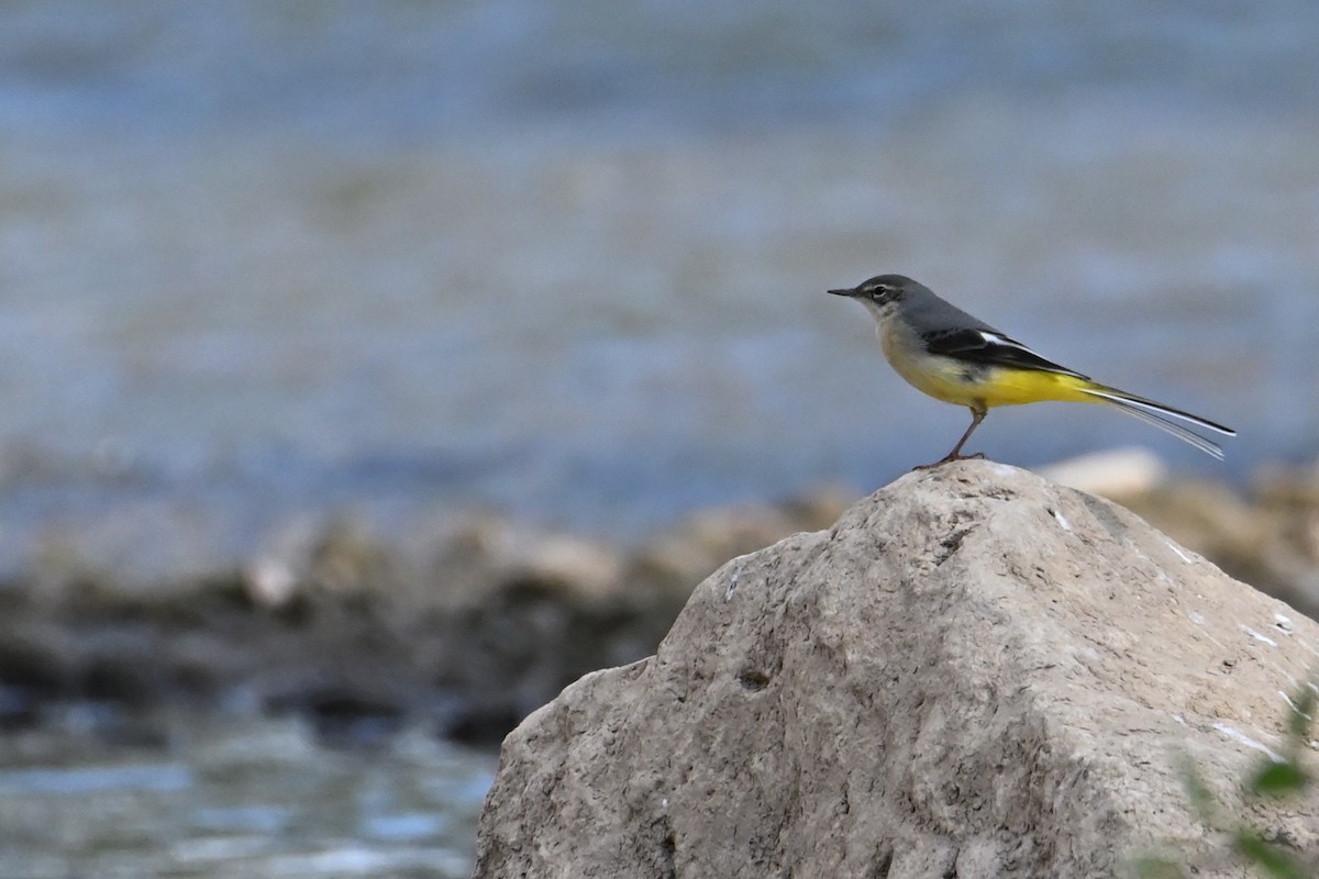 Gray Wagtail - ML643199202