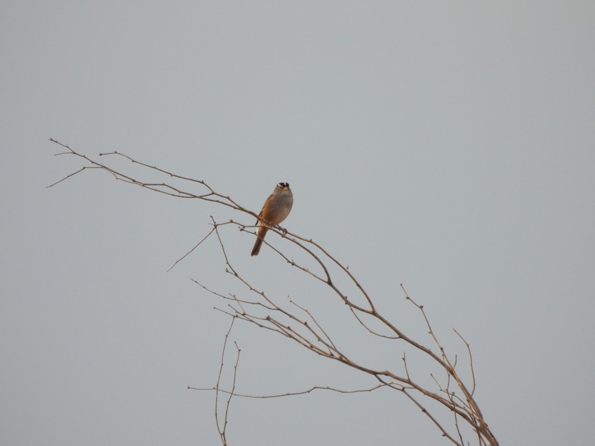 White-crowned Sparrow - ML643199204