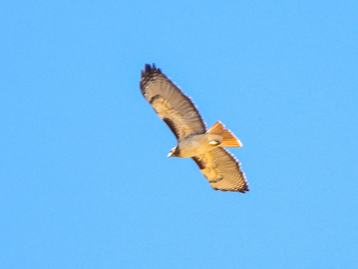 Red-tailed Hawk - ML643199205