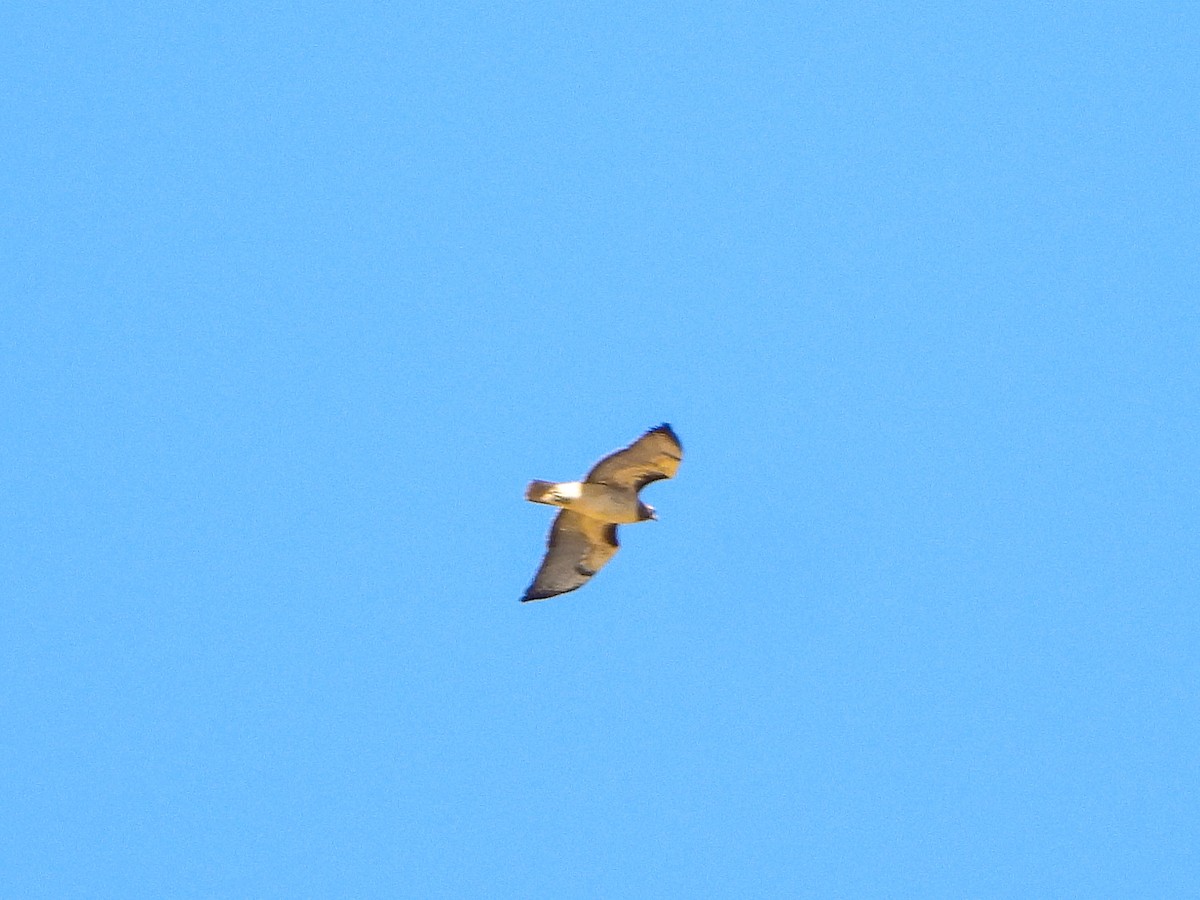 Red-tailed Hawk - ML643199206
