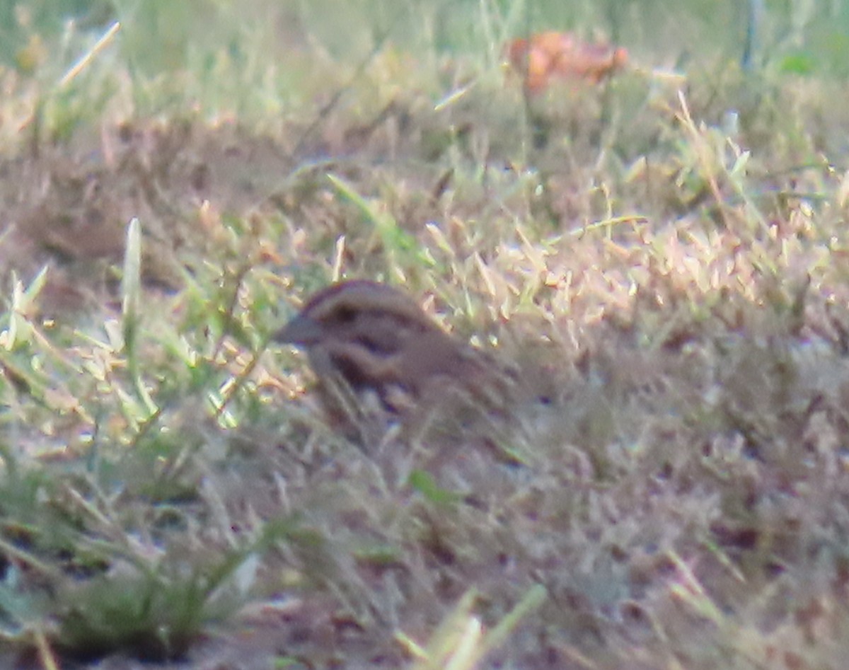 Song Sparrow - ML643199208