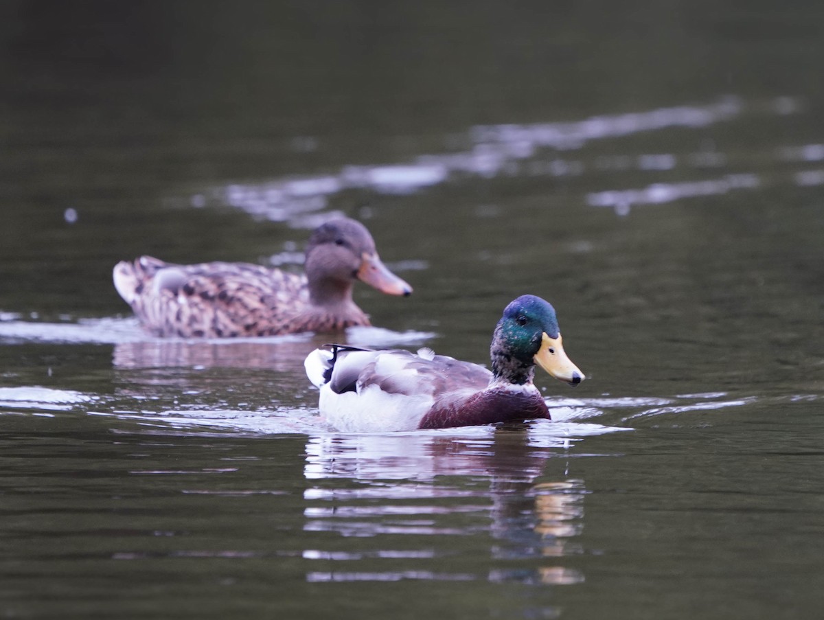 Mallard - ML643199210