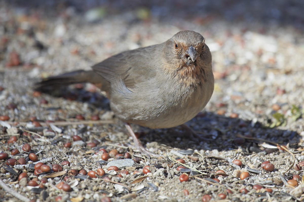 California Towhee - ML643199212