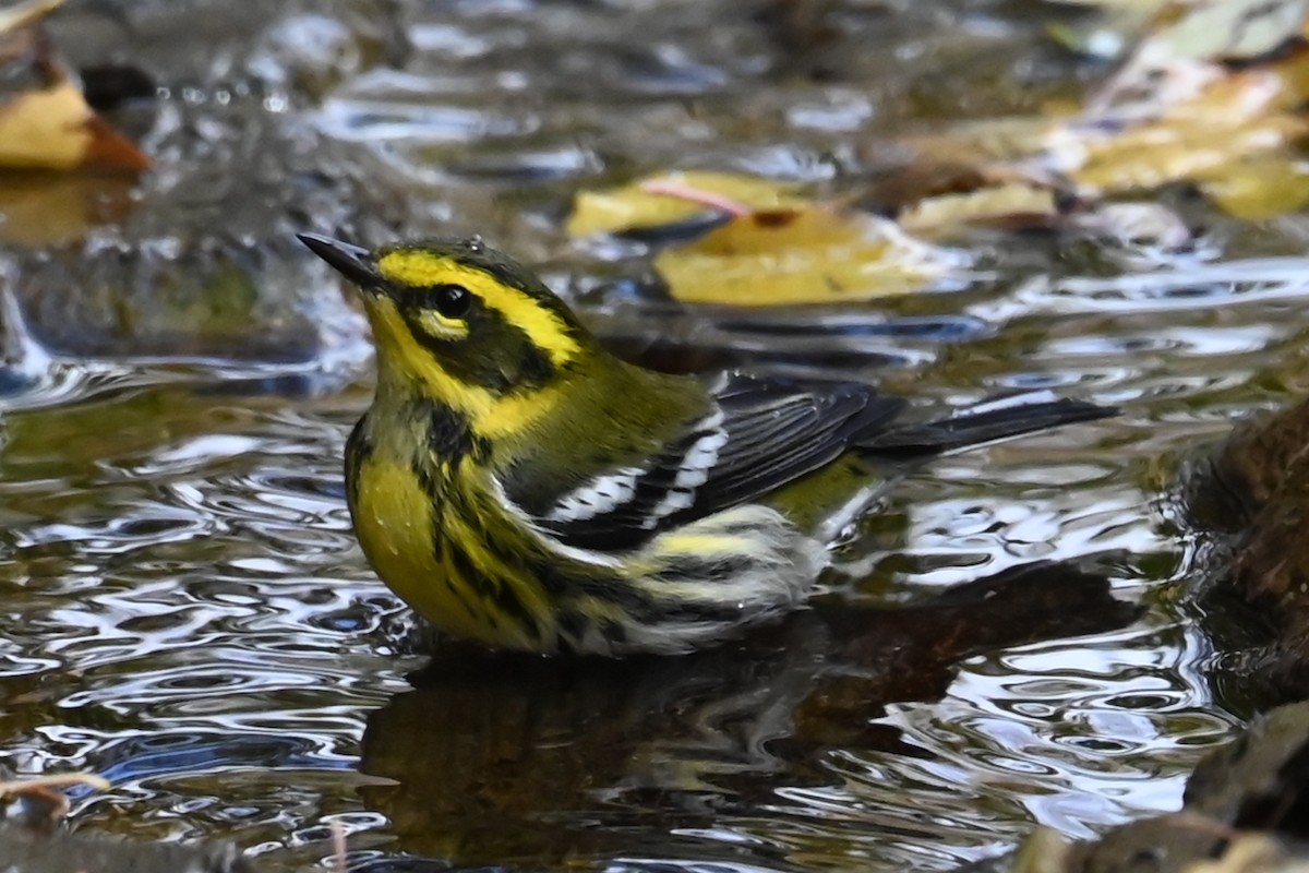 Townsend's Warbler - ML643199214